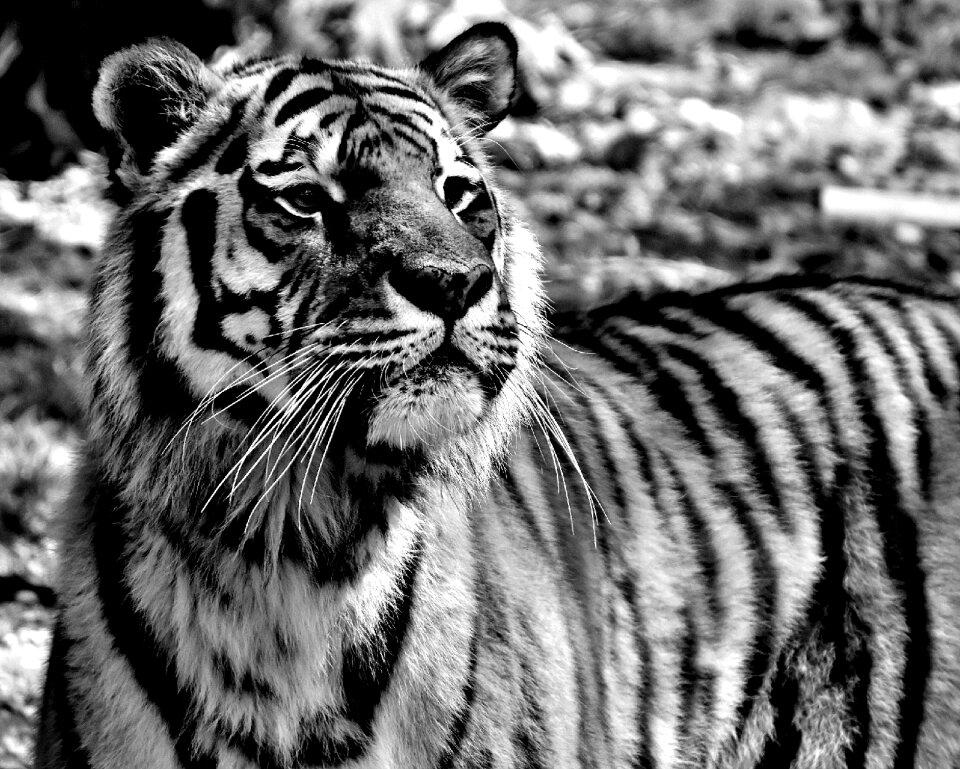 Predator dangerous tierpark hellabrunn