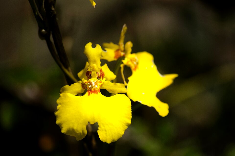 Flower flora in machu picchu flora cusco