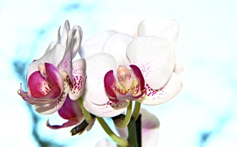 Plant orchideenblüte close up