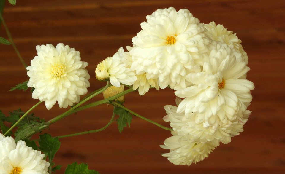 Plant floral bouquet of flowers