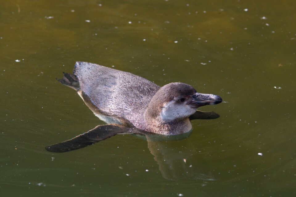 Animal water bathing
