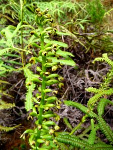 Benthamia latifolia, Orchidée