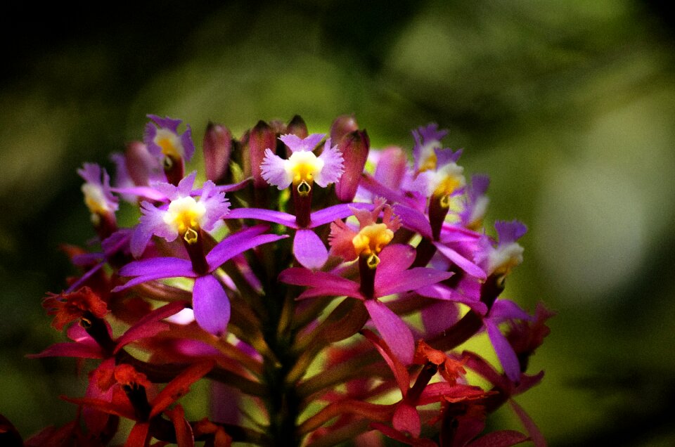 Flower flora in machu picchu flora cusco