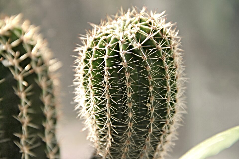 Prickly plant thorns