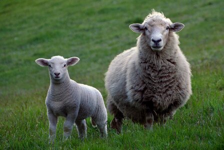 Lamb wool rural photo