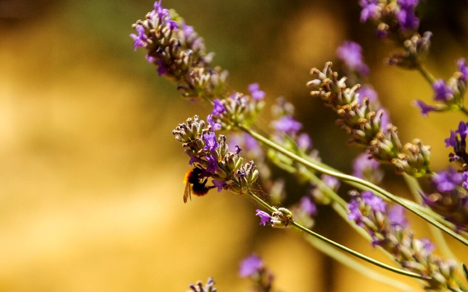 Insects flowers purple flowers