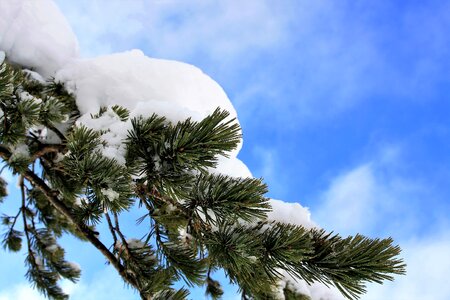 Snow landscape biel