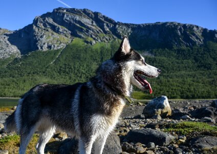 Outdoors nature dog