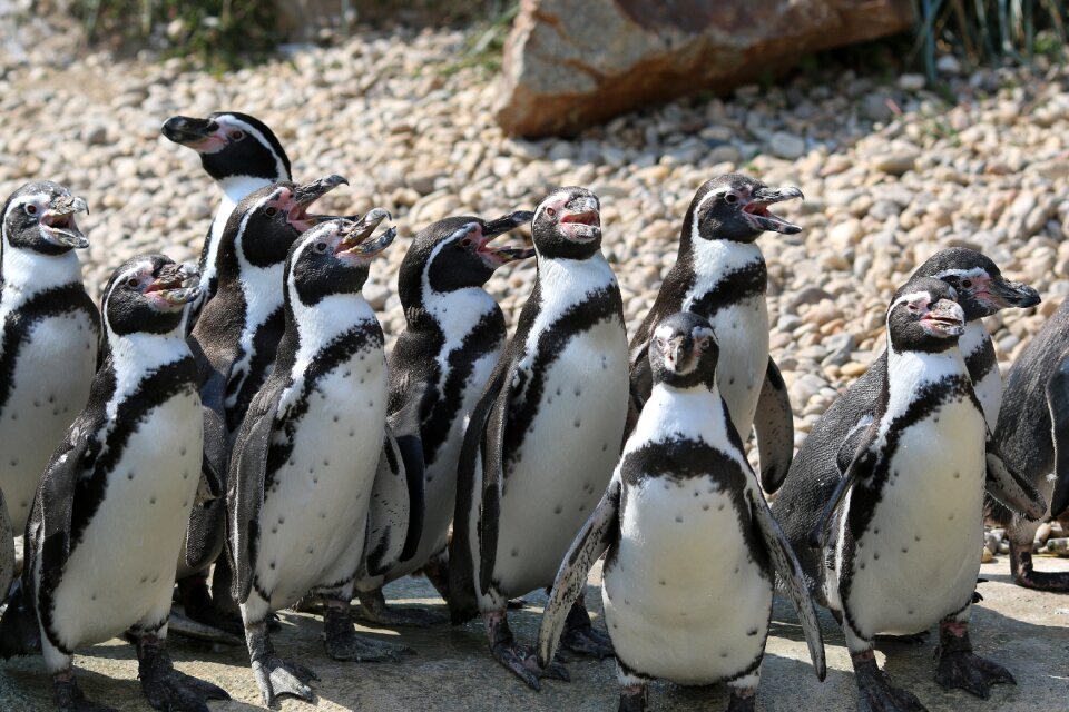 Group animal nature