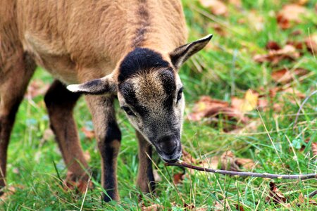 Goat cub young animal