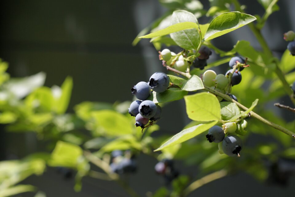 Plant fruits bush