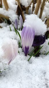 Flower frost desktop