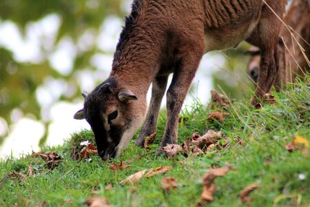 Livestock animal world horned photo