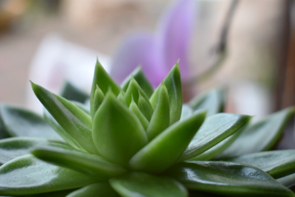 Close up cactus garden