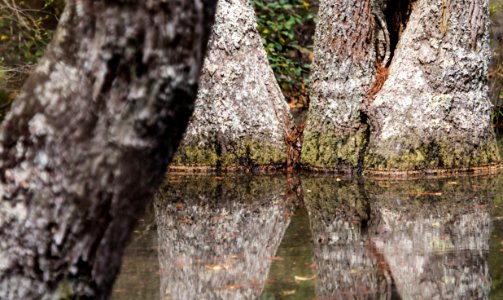 Charles C. Steirly Natural Area (33577642950)