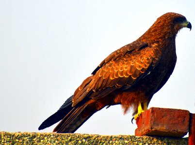Milvus migrans basking avian
