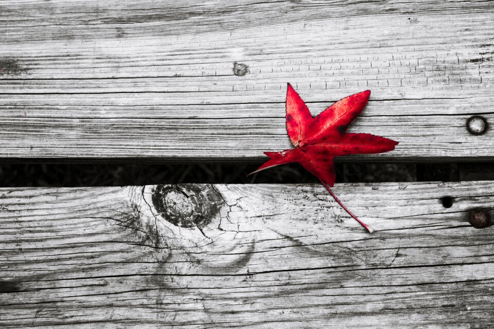 Autumn fall leaves fall leaves background