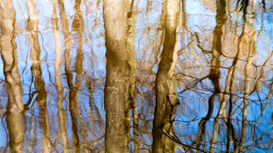 Charles C. Steirly Natural Area (33577648390)