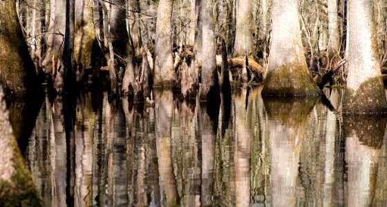 Charles C. Steirly Natural Area (33577646780)