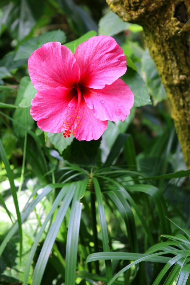Tropical blossom plant
