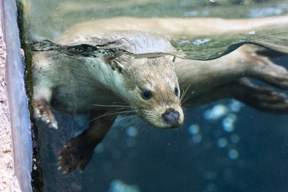 Swim water mammal
