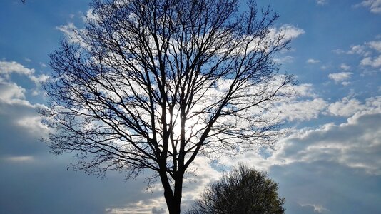 Trees sky landscape