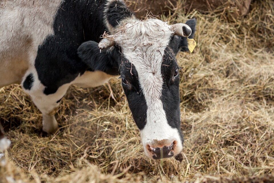 Agrofirm grass cattle