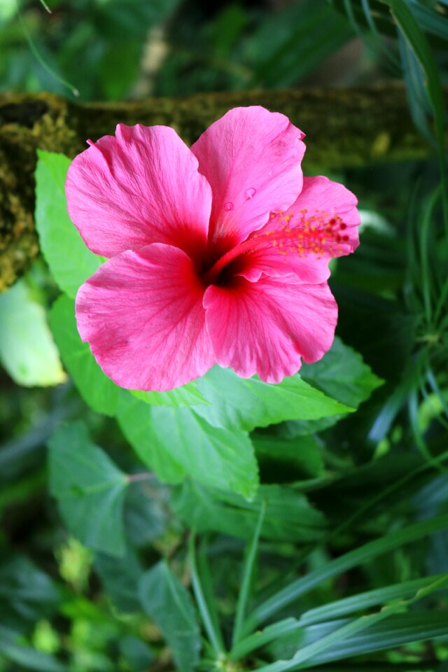 Tropical blossom plant