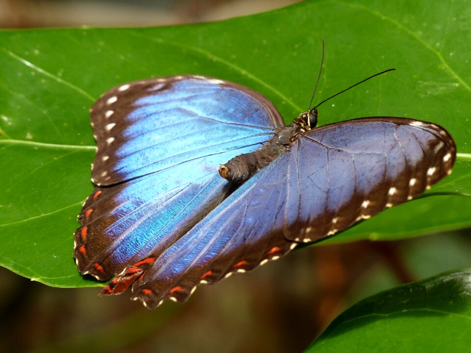 Close up garden insect