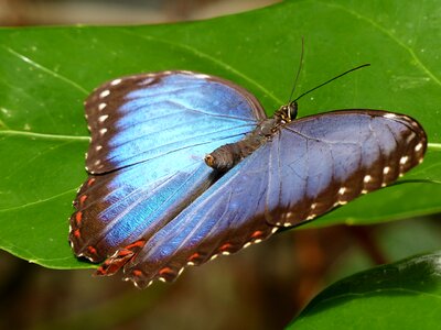 Close up garden insect