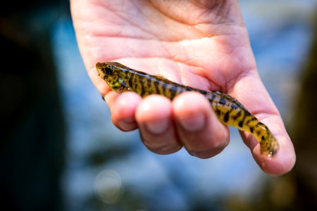 Chesapeake logperch surveying (44686834804)