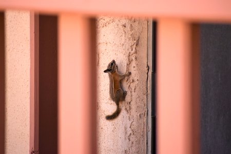 Chipmunk vertical (35638760836)