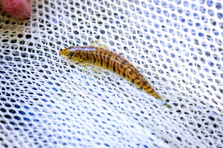 Chesapeake logperch surveying (30471254587)