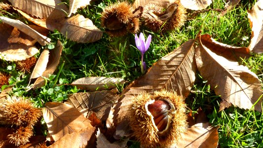 Chestnuts (14757070040)