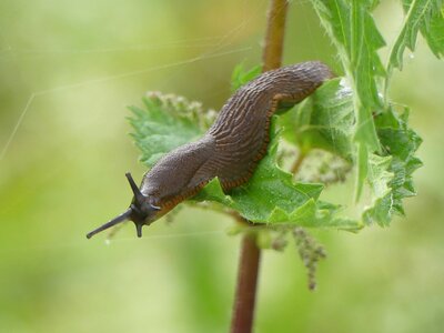 Land snail crawl probe