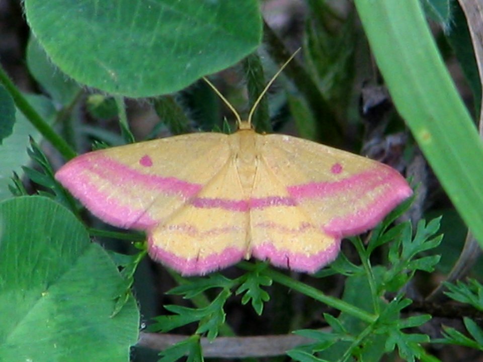 Chickweed geometer (710605008)