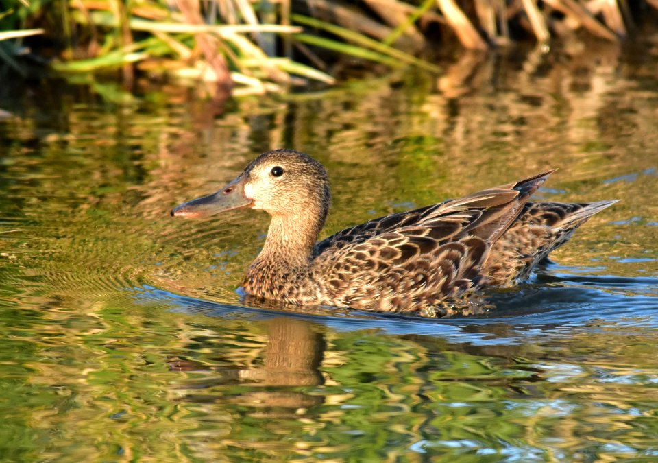 Cinnamon teal at Seedskadee National Wildlife Refuge (48025979048)