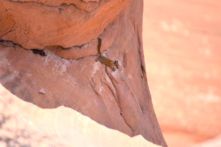 Chipmunk on the Edge (35677545075) photo