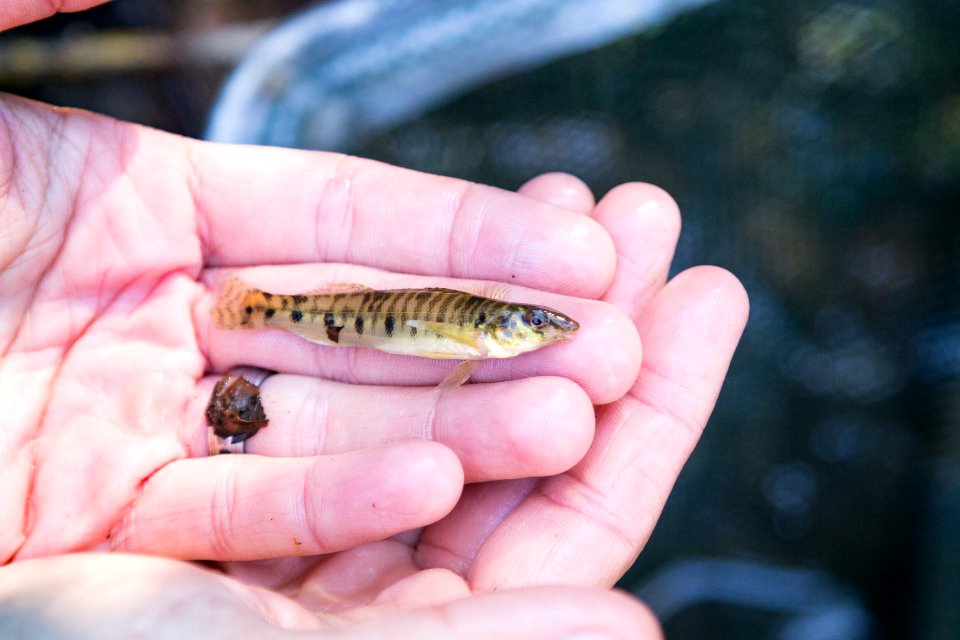 Chesapeake logperch surveying (44686843524)