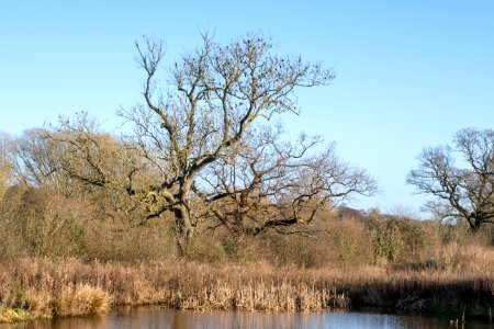 Chester Zoo nature reserve, Cheshire, UK, 2020. (50765981268)