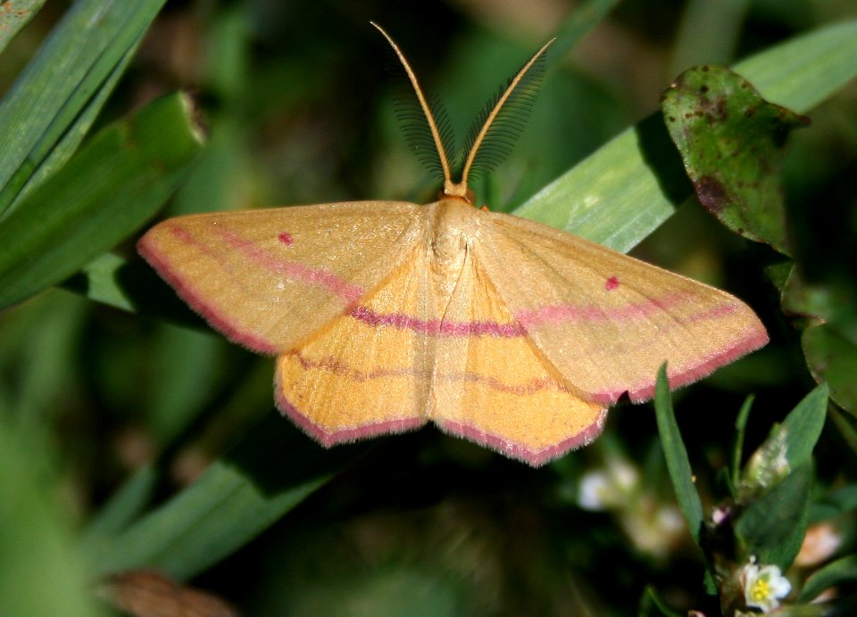 Chickweed geometer (2810426041)