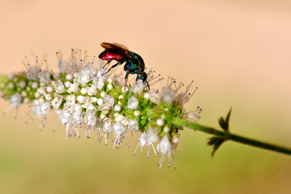 Chrysididae - Avispa Cuco (28797035506)