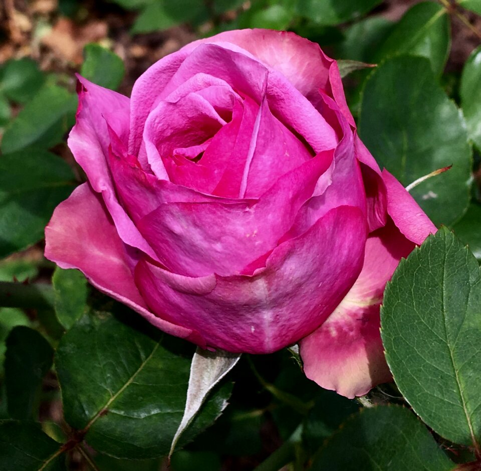 Pink pink petals flower