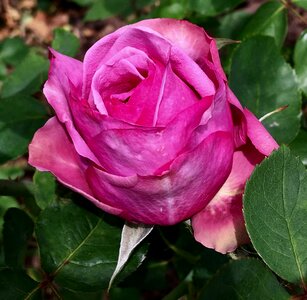 Pink pink petals flower