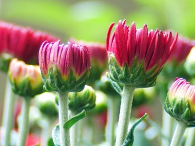Chrysanthemum flowers - Flickr - GeorgeTan ^2...thanks for millionth support