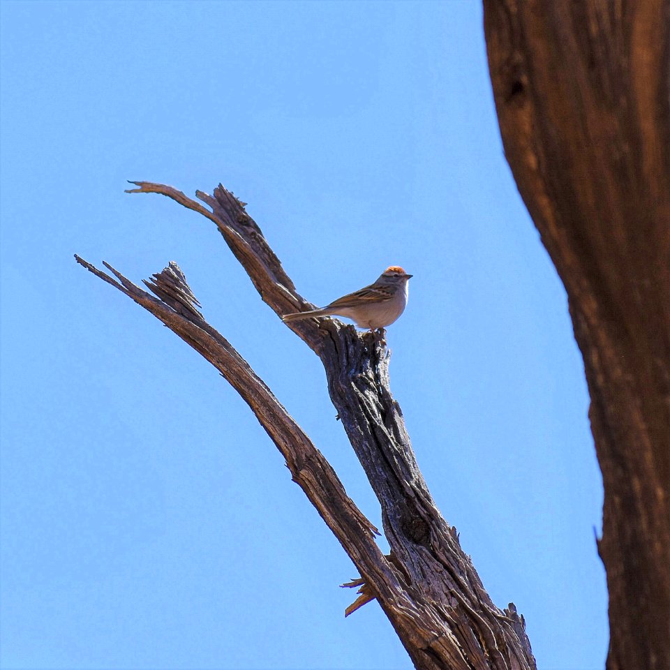 Chipping Sparrow perched (35677316105)