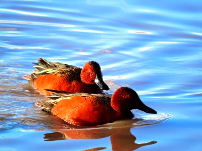 Cinnamon Teal (41286452744) photo