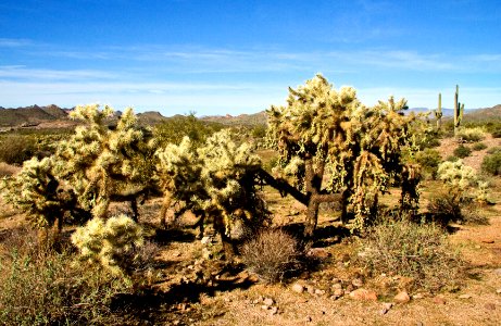 Cholla Cactus (25540171588)