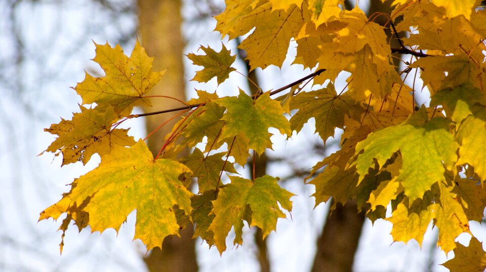 Yellow leaves autumn gold colors photo