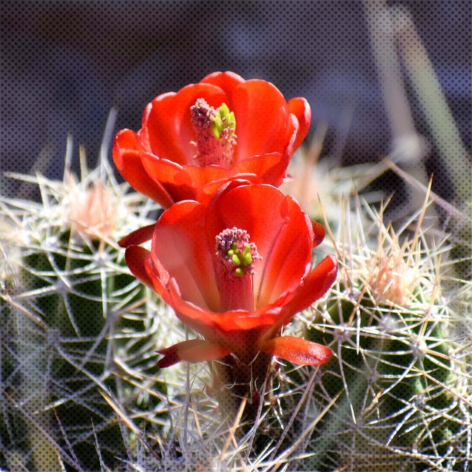Claret Cup bloom (34868149823)